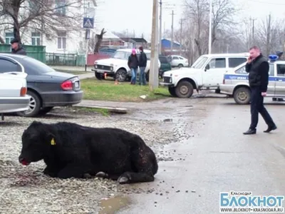 Бык забодал 79-летнюю туристку на пляже - Газета.Ru | Новости