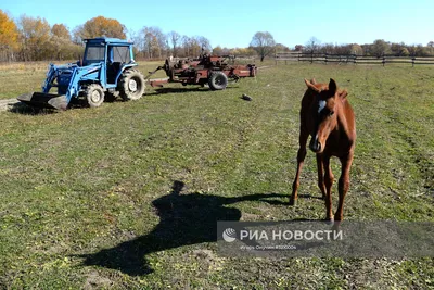 Бизнес на разведение лошадей