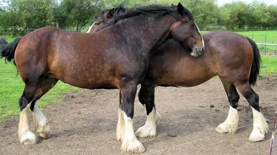 Beautiful horses