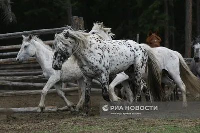 Разведение лошадей