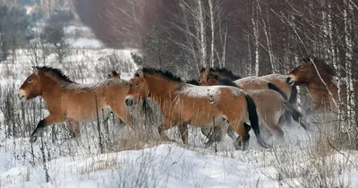 В Налибокской пуще живут и размножаются уникальные дикие лошади