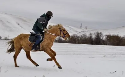 Лошади Пржевальского: как вольные степные скакуны живут в Оренбургском  заповеднике