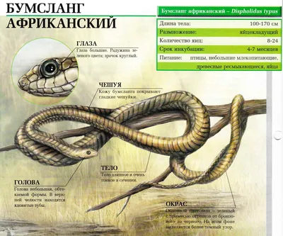 Семейство Ямкоголовые змеи (Crotalidae) | это... Что такое Семейство  Ямкоголовые змеи (Crotalidae)?