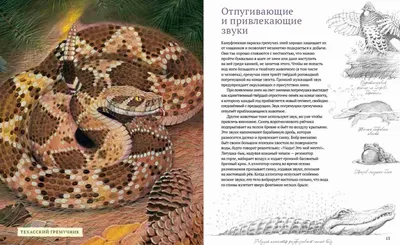 Императорский удав (лат. Constrictor imperator) | MasterZoo