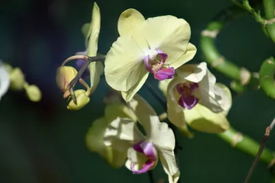 Бесплатное изображение: bamboo, красивые фото, размытые, зеленовато-желтый,  Орхидея, пестик, элегантный, цветок, тропический, завод
