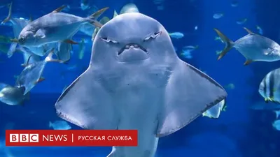 Какие есть меры предосторожности для защиты от акул и какие меры будут  предприняты властями? | Новости | Хабаровский край и ЕАО | SHAMORA.info