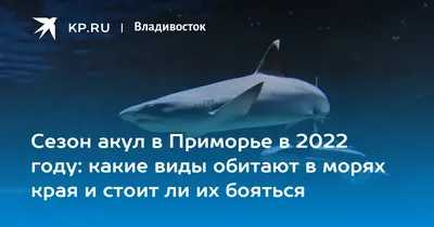 Есть ли акулы в Таиланде 2024: нападения, как обезопаситься - О Таиланде