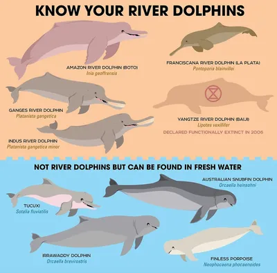 Разновидности дельфинов фото фото