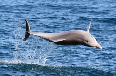 🐬Невероятно красивые разновидности дельфинов, подарят нам в эту среду  отличное настроение! | Жанна Аттар | Дзен