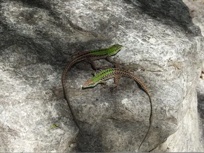 Зелёная ящерица(Lacerta viridis) — вид ящериц из рода Зелёных ящериц.  Ящерица на камне Stock Photo | Adobe Stock