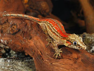 Об окраске прытких ящериц (Lacerta agilis) | Природа в объективе | Дзен