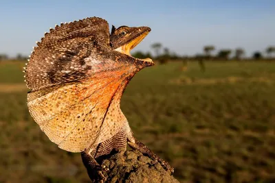 Четырехногая Змея Ящерица Skink игрушка ползание игрушки искусственные  ящерицы модели Фигурки дети | AliExpress