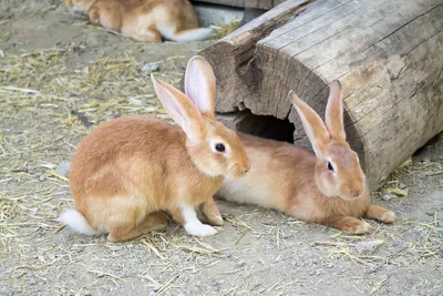 Нидерландский карликовый кролик / Netherland Dwarf из бумаги, модели  сборные бумажные скачать бесплатно - Заяц, кролик - Животные - Каталог  моделей - «Только бумага»