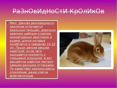 Фермерская продукция - КРОЛИК ⠀ ✓Домашний кролик — это одомашненная  разновидность дикого кролика. ⠀ ✓Домашние кролики отличаются от своих диких  предков многообразием размеров, окрасов, структурой шерсти. Карликовые  кролики могут весить меньше 1