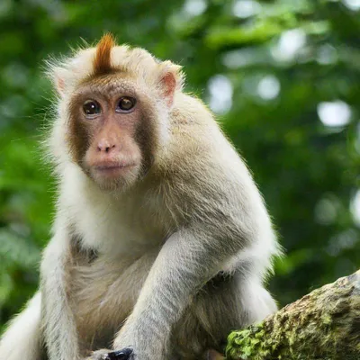 Виды обезьян: 🐒 фото с названиями и описанием