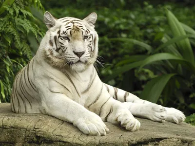 Разновидности тигров фото