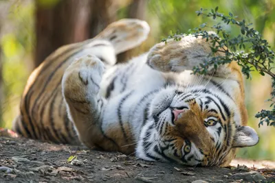 Виды и подвиды тигров: 🐅 названия, описания, ареал обитания, враги, фото и  видео