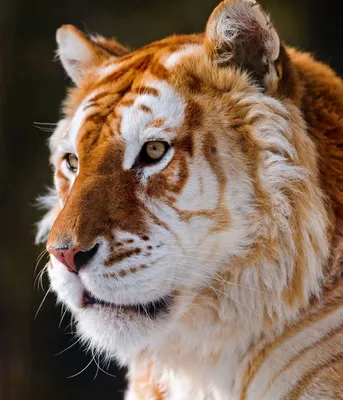 WWF: В дикой природе Вьетнама осталось не более пяти тигров | УНИАН