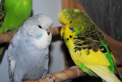 Любители птиц - Волнистый #попугайчик / Budgerigar (лат. Melopsittacus  undulatus) — птица семейства попугаевых. Единственный вид в роде волнистые  попугаи (Melopsittacus). Название волнистого попугайчика произошло от  греческих «melos» — «пение ...