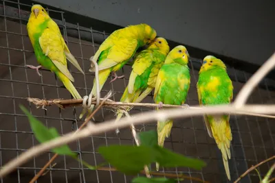 Волнистый попугай (Melopsittacus undulatus) домашнего разведения.  (ID#4874668), купить на Prom.ua