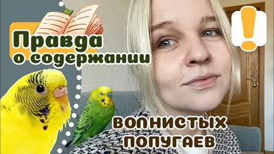 Интересные факты о волнистых попугаях