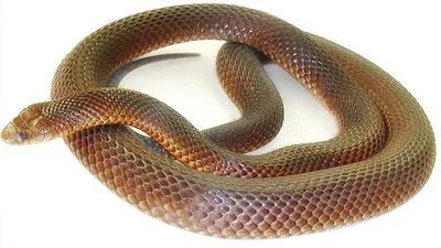 Морские змеи — Википедия