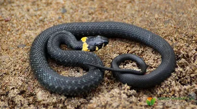 Некоторые виды змей легко выживают в сухих пустынях. Но как им это удается?  - Hi-News.ru