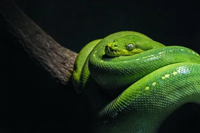 Бирюзовая змея | Пикабу
