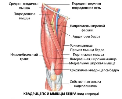 Реабилитация после разрывов мышц бицепса, икроножной мышцы: восстановление  после операции в Москве в центре реабилитации, отзывы и цены