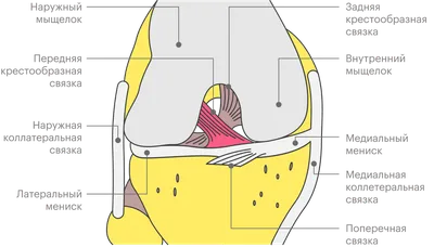 Разрыв передней крестообразной связки: симптомы, лечение и реабилитация,  нужна ли операция и сколько это стоит
