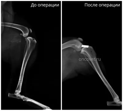 Разрыв передней крестовидной связки у собак - Ветеринарный Центр «Прайд»