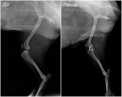 Разрыв передней крестовидной связки у собак - Ветеринарный Центр «Прайд»