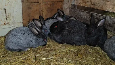 Gang of Rabbits 🐰 Breeding ☭ Russia - YouTube