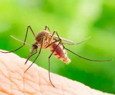 Аллергия на насекомых — почему возникает и как оказывать первую помощь  аллергикам - Телеграф