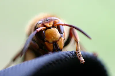 Опасные насекомые: один укус – и вы можете стать жертвой анафилактического  шока - Delfi RUS