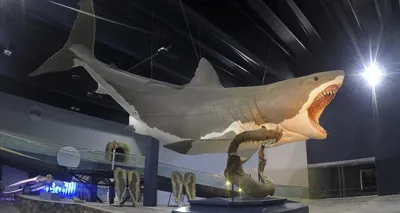 Акула Мегалодон: что о ней известно, какого размера были детеныши мегалодона