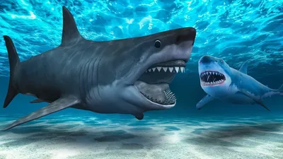 Мегалодон: кархародон, фото, как выглядит и сколько весит самая большая  акула в мире.