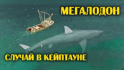 Самая большая акула Мегалодон (видео)