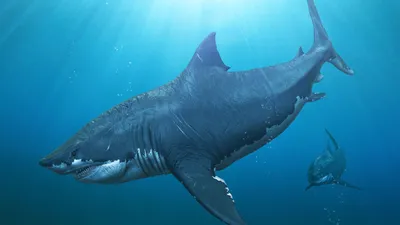 Мегалодон: кархародон, фото, как выглядит и сколько весит самая большая  акула в мире.