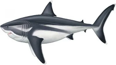 Ученые восстановили реальные размеры мегалодоновой акулы - 1Informer |  новости, гаджеты, технологии