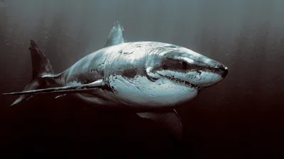 Белая акула кархародон - 73 фото