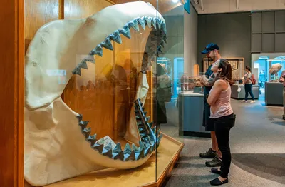 Акула Мегалодон: фото, размеры, вес, описание, вымирание