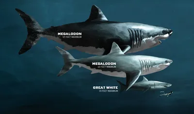 Что такое мегалодон, где живет, какого размера, как выглядит и существует  ли в наше время | Энциклопедия животных