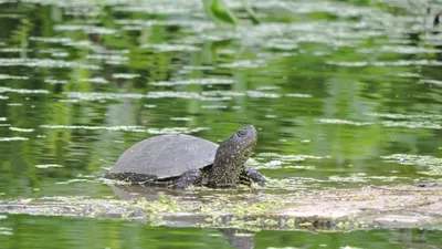 Думала, что такого не бывает 🐢 За месяц спасли две речные черепахи, первая  была большой, лет 35, а вторая совсем малышка 4-5 лет.… | Instagram