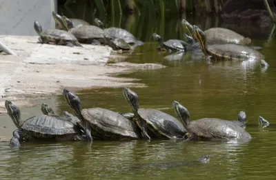 Дальян. Кладбище черепах Caretta-Caretta