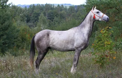 😮 Самая дорогая лошадь мира, самый дорогой жеребец