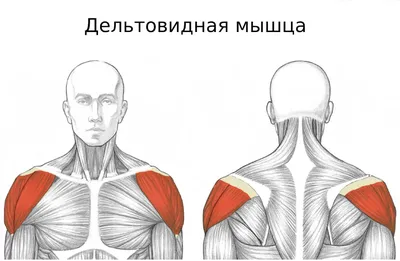 Бодибилдеры: последние новости на сегодня, самые свежие сведения | 59.ru -  новости Перми