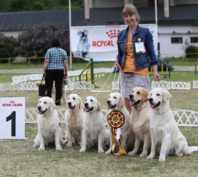 Корм для щенков собак породы лабрадор-ретривер, Royal Canin Labrador  Retriever Puppy купить с доставкой в интернет-магазине зоогастроном.ру