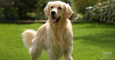 Косметика Bio-Groom для собак породы Золотистый ретривер