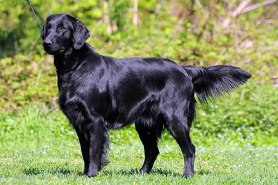 Порода собак золотистый ретривер (35 фото) | Симпатичный щенок, Породы  щенков, Ретривер